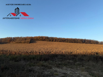 Teren extravilan de vanzare Vingard Jud Alba