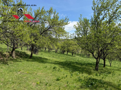 Teren intravilan 8330 mp de vanzare in Inuri Jud Alba